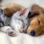 puppykittensleeptogether